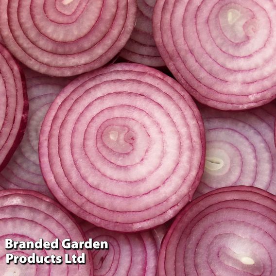 Onion 'Keravel Pink' (Spring)