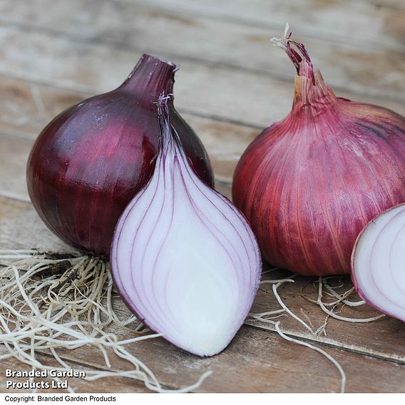 Onion 'Electric' (Autumn Planting)