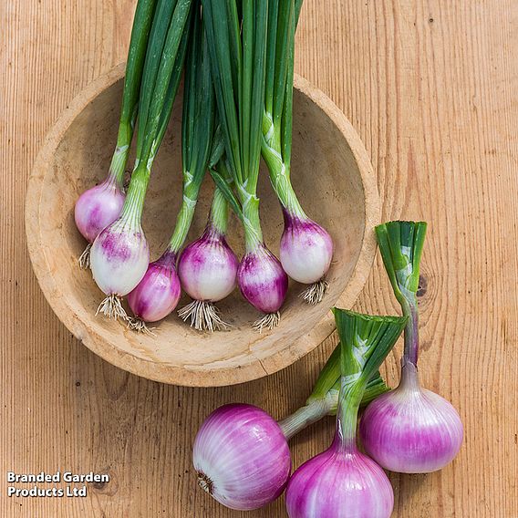 Salad Onion 'Ruby Red' - Seeds