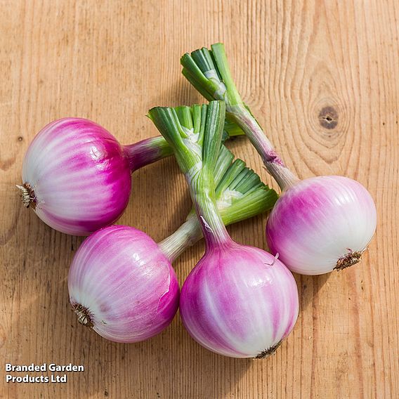 Salad Onion 'Ruby Red' - Seeds