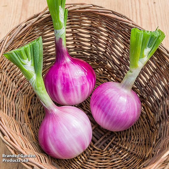 Salad Onion 'Ruby Red' - Seeds