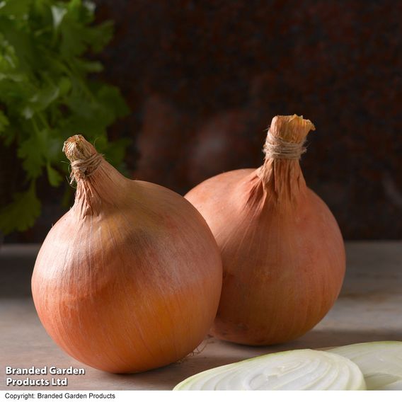 Onion & Garlic Spring Bundle