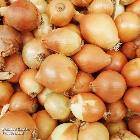 Shallot Triple Pack (Spring Planting)