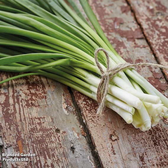 Spring Onion 'White Lisbon' - Seeds