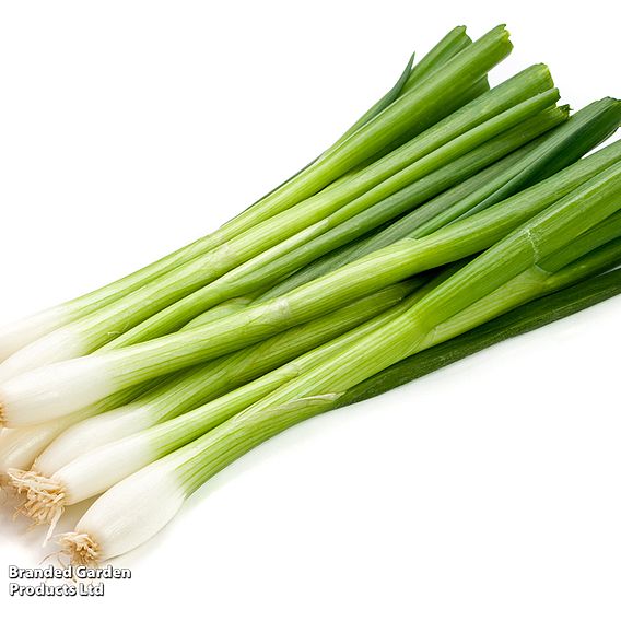 Spring Onion 'White Lisbon' - Seeds