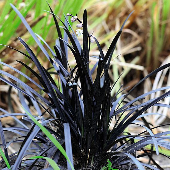 Ophiopogon planiscapus 'Nigrescens'