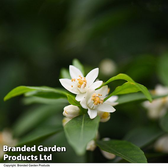 Mandarin (Citrus Fruit)