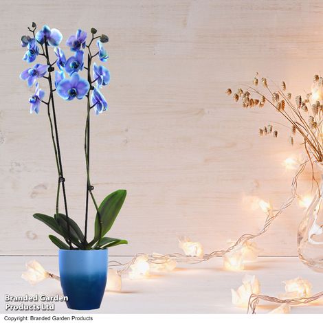 Phalaenopsis ‘Blue Lagoon’ (Double-stemmed) - Gift