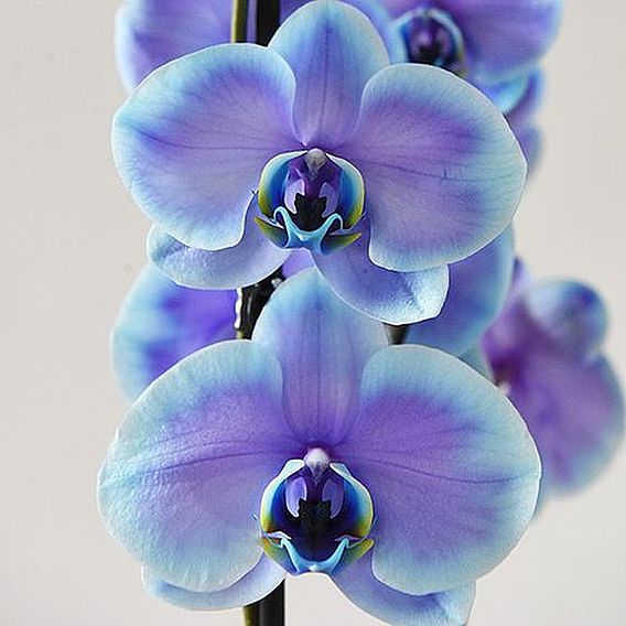 Phalaenopsis ‘Blue Lagoon’ (Double-stemmed)