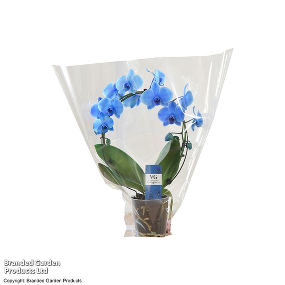 Phalaenopsis ‘Circle Blue’