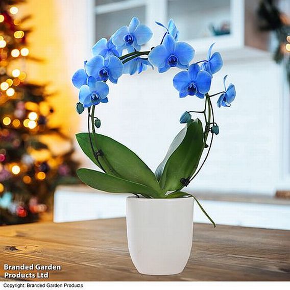 Phalaenopsis ‘Circle Blue’