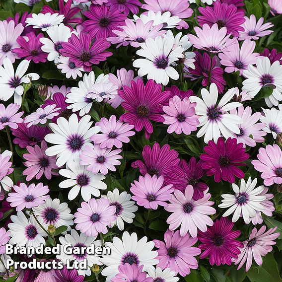 Osteospermum 'Akila Berries and Cream Mix'