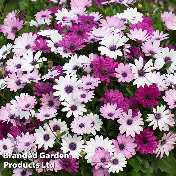 Osteospermum 'Akila Berries and Cream Mix'