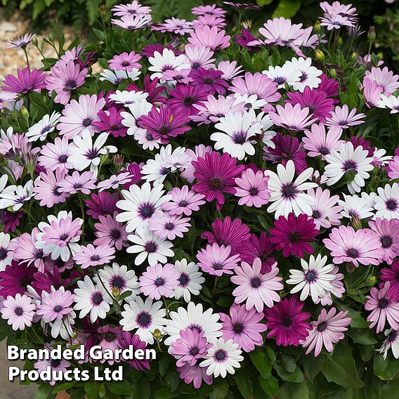 Osteospermum 'Akila Berries and Cream Mix'