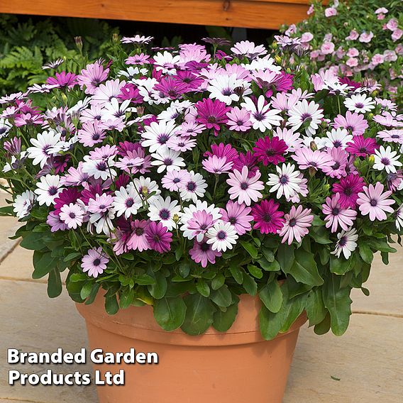 Osteospermum 'Akila Berries and Cream Mix'