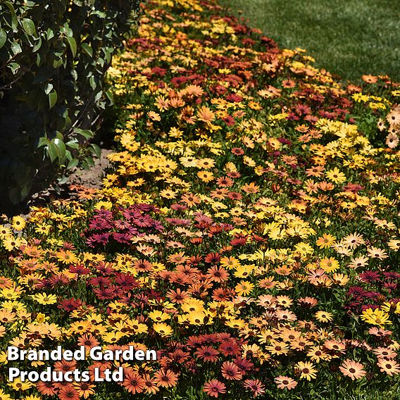 Osteospermum 'Akila Sunset Shades Mix'