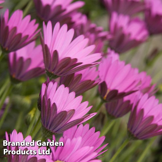 Osteospermum Blush Collection (Hardy)