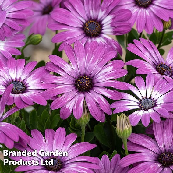 Osteospermum 'Flower Power Lavender Feather'