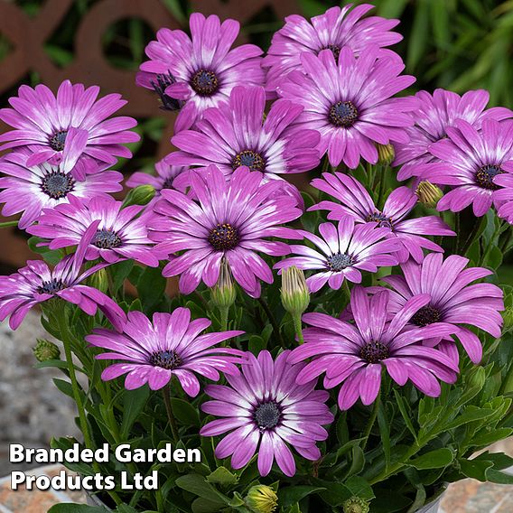 Osteospermum 'Flower Power Lavender Feather'