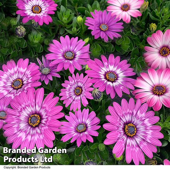 Osteospermum 'Flower Power Lavender Feather'