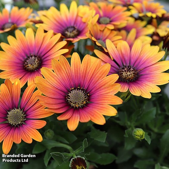 Osteospermum 'Purple Sun'