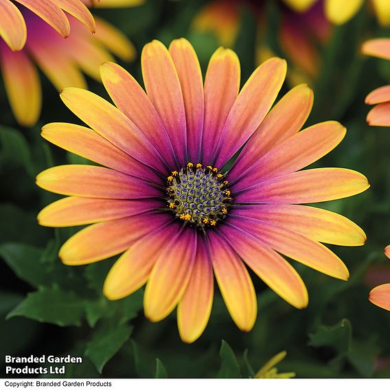 Osteospermum 'Purple Sun'