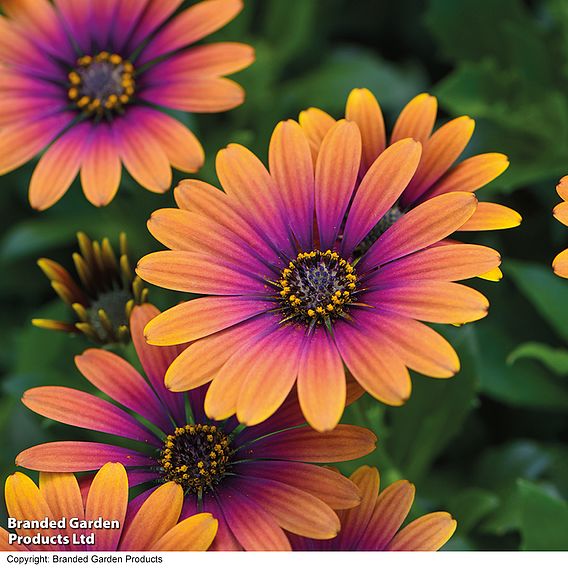 Osteospermum 'Purple Sun'