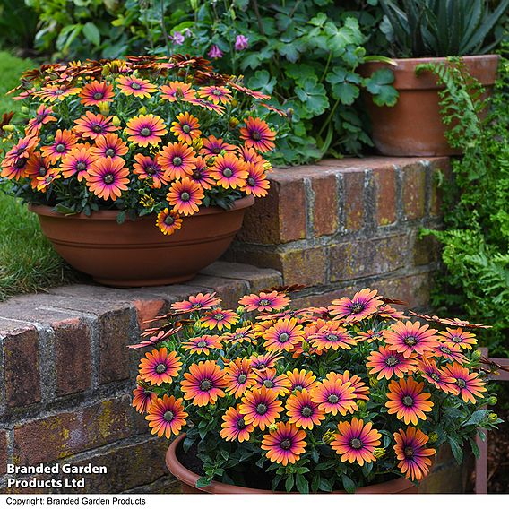 Osteospermum 'Purple Sun'