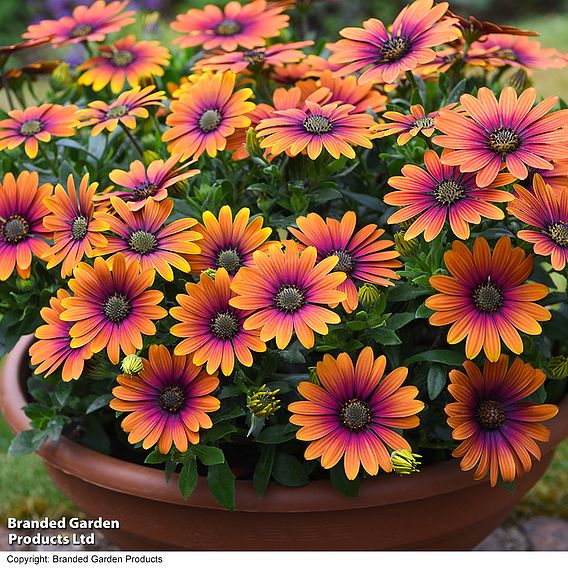 Osteospermum 'Purple Sun'