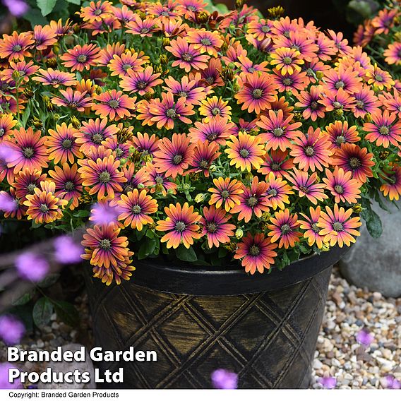 Osteospermum 'Dazzling Duo'