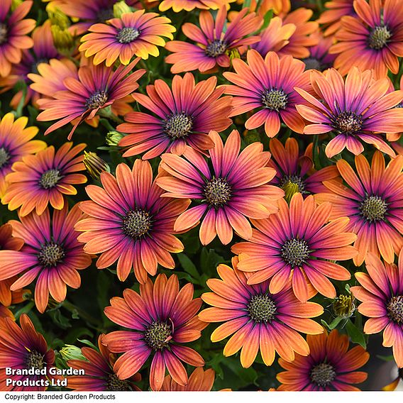 Osteospermum 'Purple Sun'