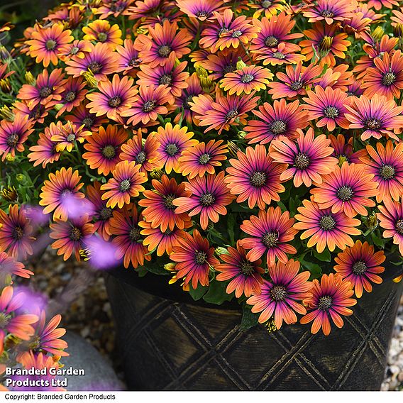 Osteospermum 'Purple Sun'