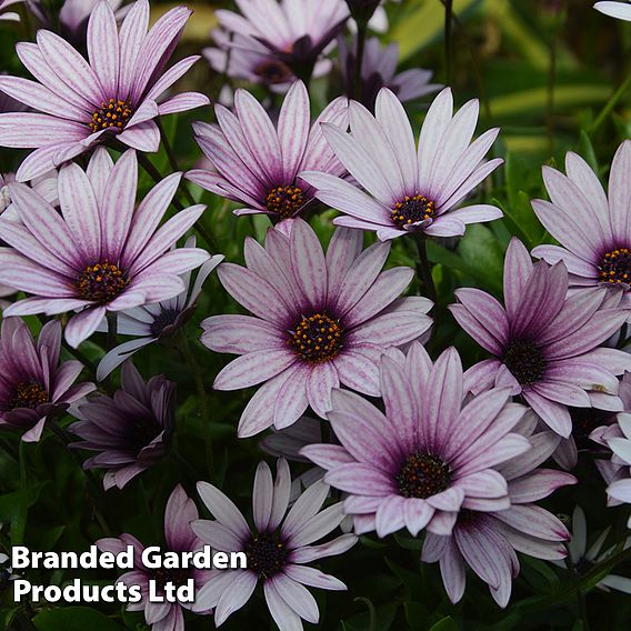 Osteospermum Sennen Sunrise