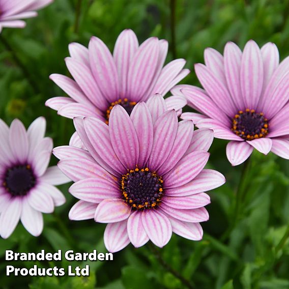 Osteospermum Blush Collection (Hardy)