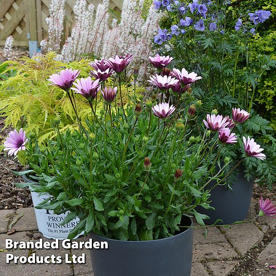 Osteospermum Sennen Sunrise