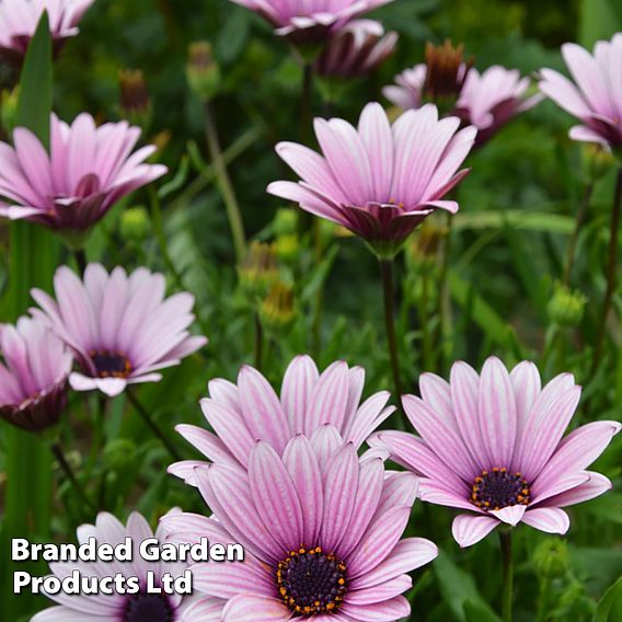 Osteospermum Blush Collection (Hardy)