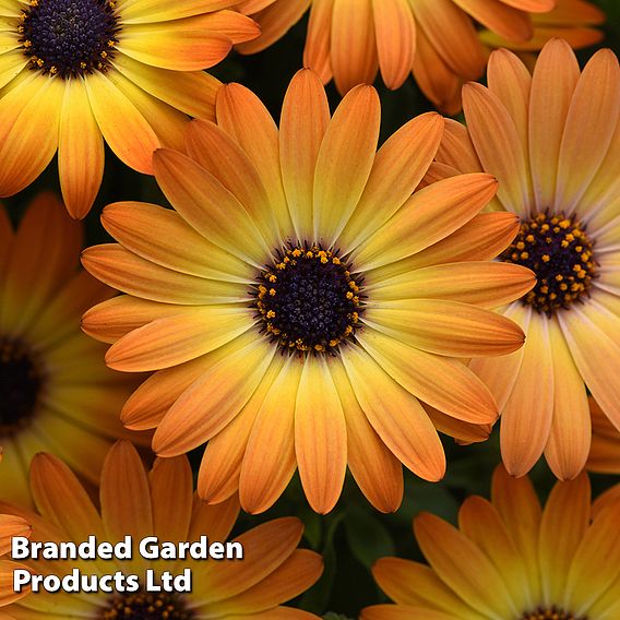 Osteospermum 'Dazzling Duo'