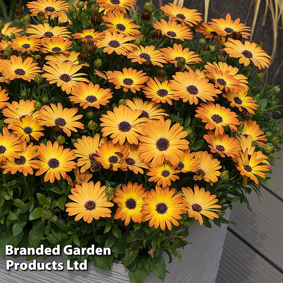 Osteospermum 'Dazzling Duo'