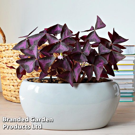 Oxalis triangularis (Purple)