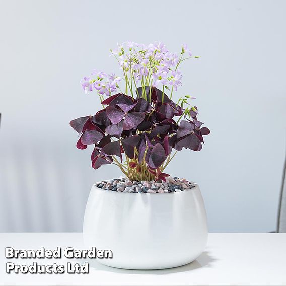 Oxalis triangularis (Purple)