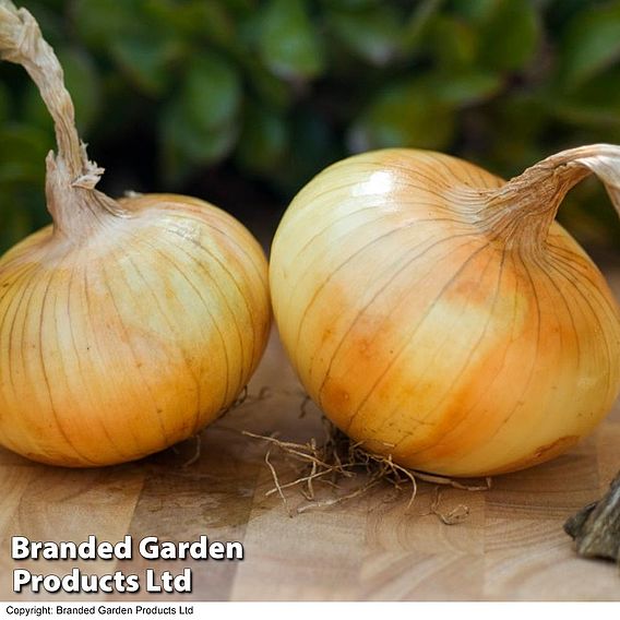 Onion Autumn Planting Duo