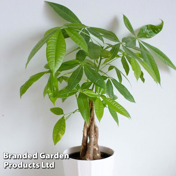 Pachira aquatica Tree with Braided Stem