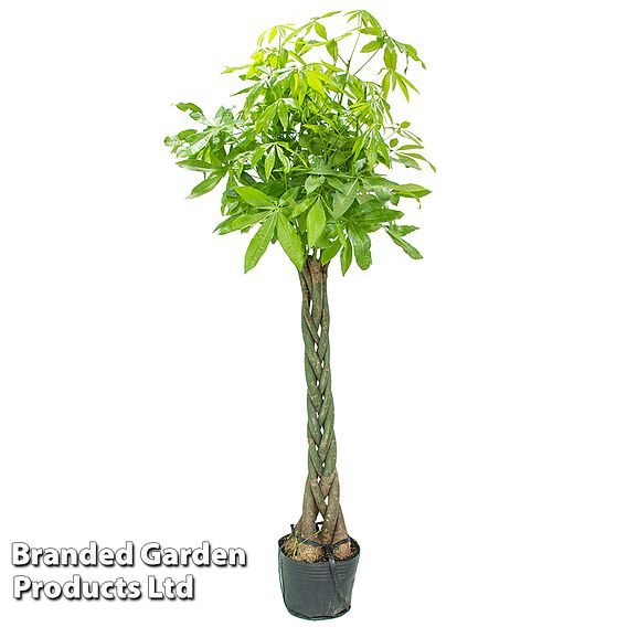 Pachira aquatica Tree with Braided Stem