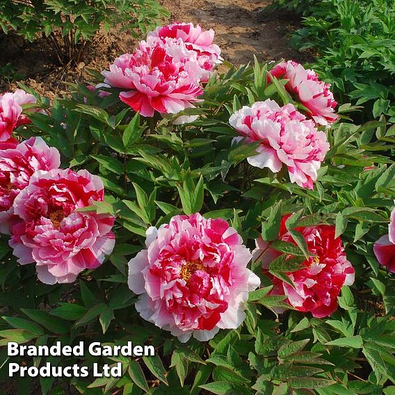 Tree Peony 'Dao Jin'