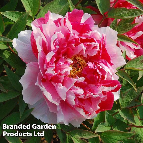 Tree Peony 'Dao Jin'