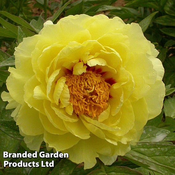 Tree Peony 'Huang Guan'