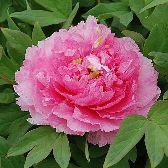 Tree Peony 'Tao Hong Fei Cui'