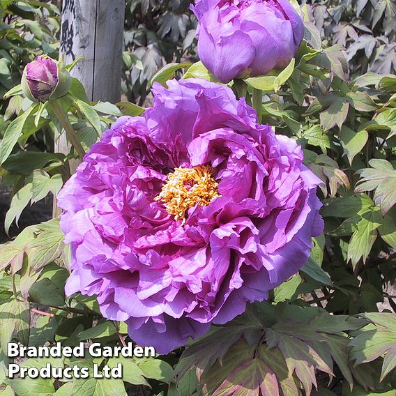 Tree peony 'Lavender'