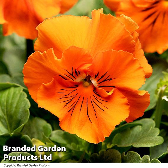 Pansy 'Frizzle Sizzle Orange'