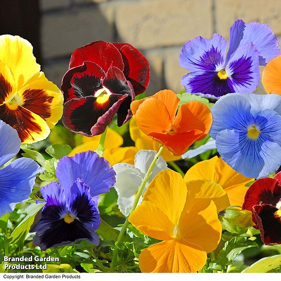 Pansy 'Matrix™ Mixed'